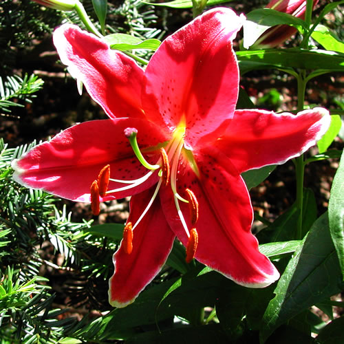 Lilium Cobra